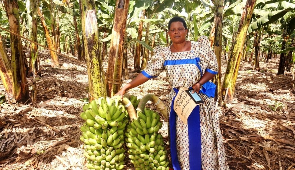 Robinah Ndibalwanya showing some of her bananas harvested in her plantation. With the ACF loan she said she would expand her plantation and do other projects.