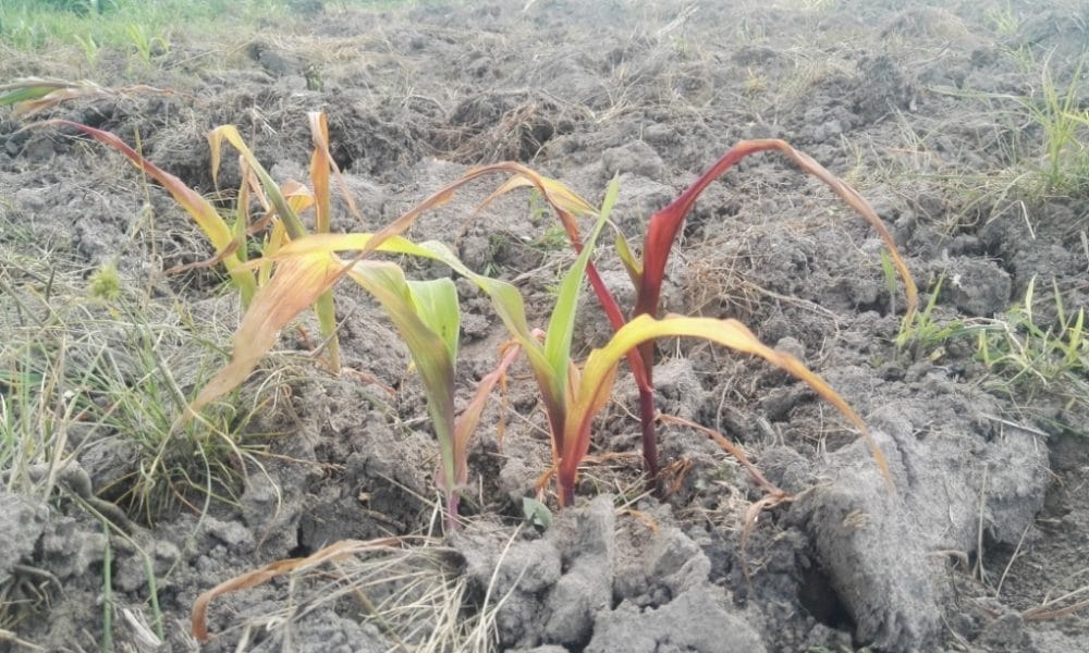 Effect of the toxic chemical on maize plants. They can notyild any fruits as a result of the chemicals