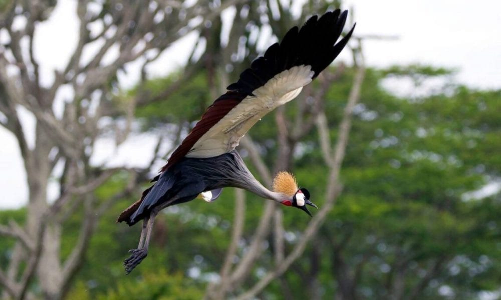 Gray crowned Crane Photo credited to Peter Kennett 1140x684 1